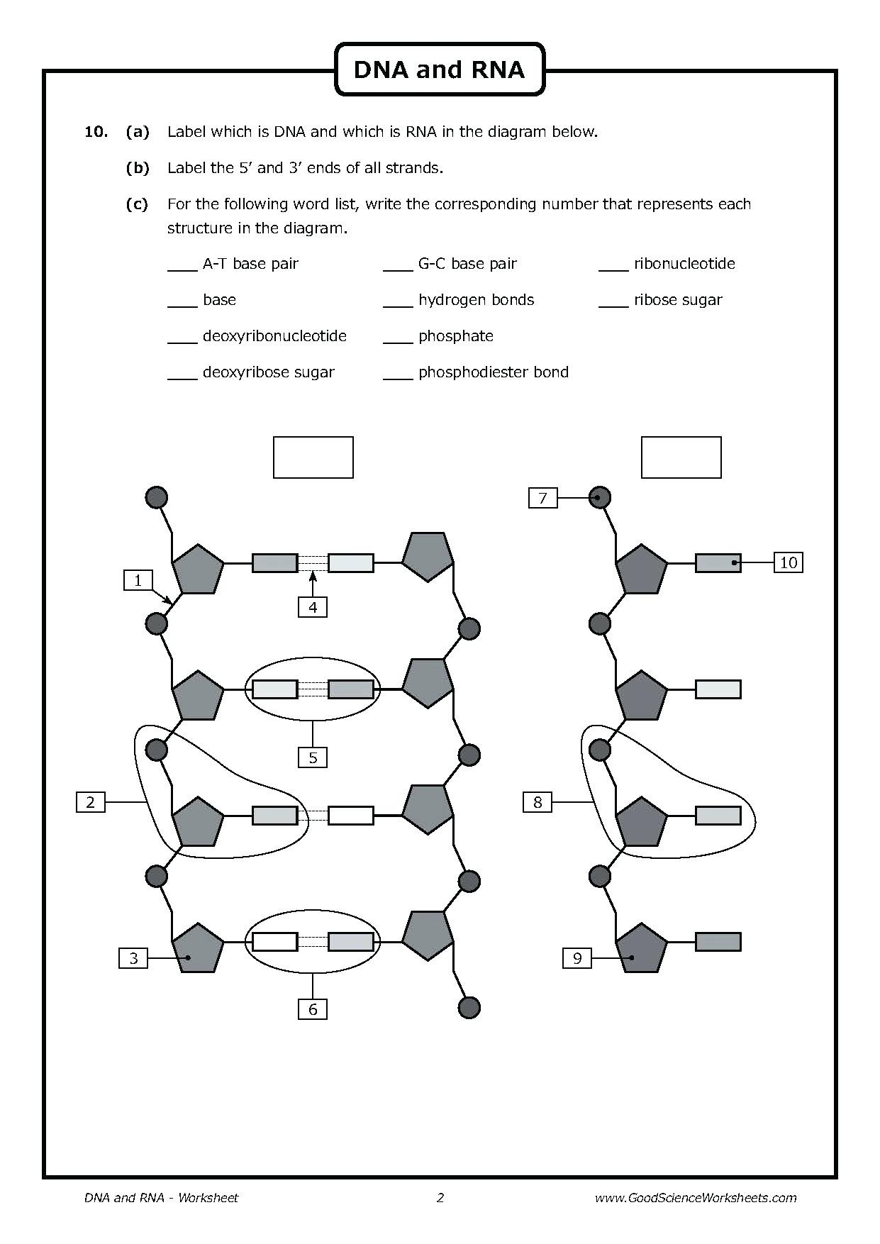 dna structure replication worksheet