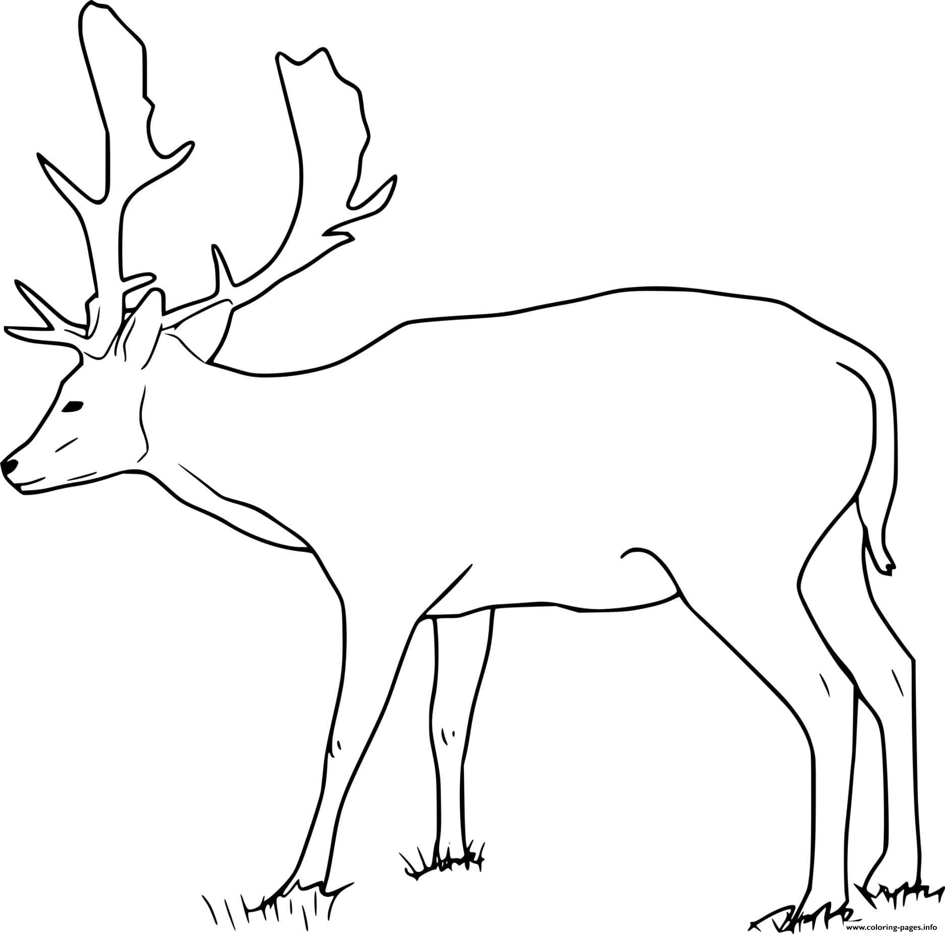 Buck Coloring Pages