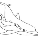 Family Dolphin