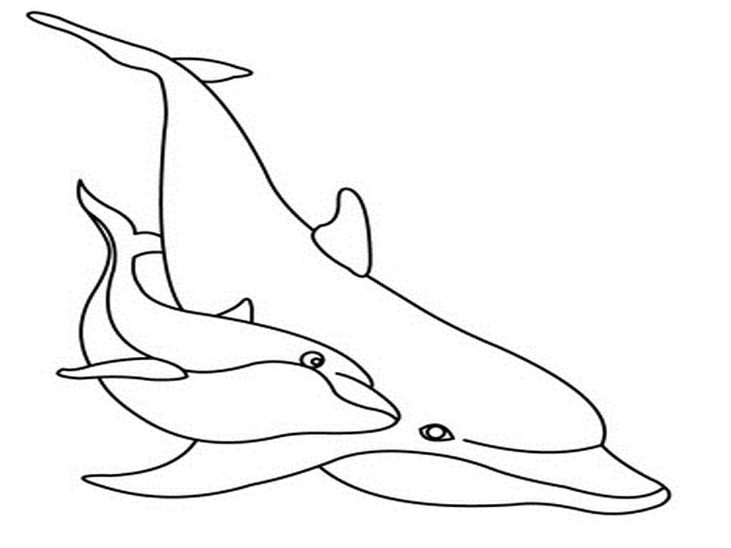 Family Dolphin