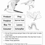 Food Chain Worksheet PDF 12 Best Worksheets For Middle School
