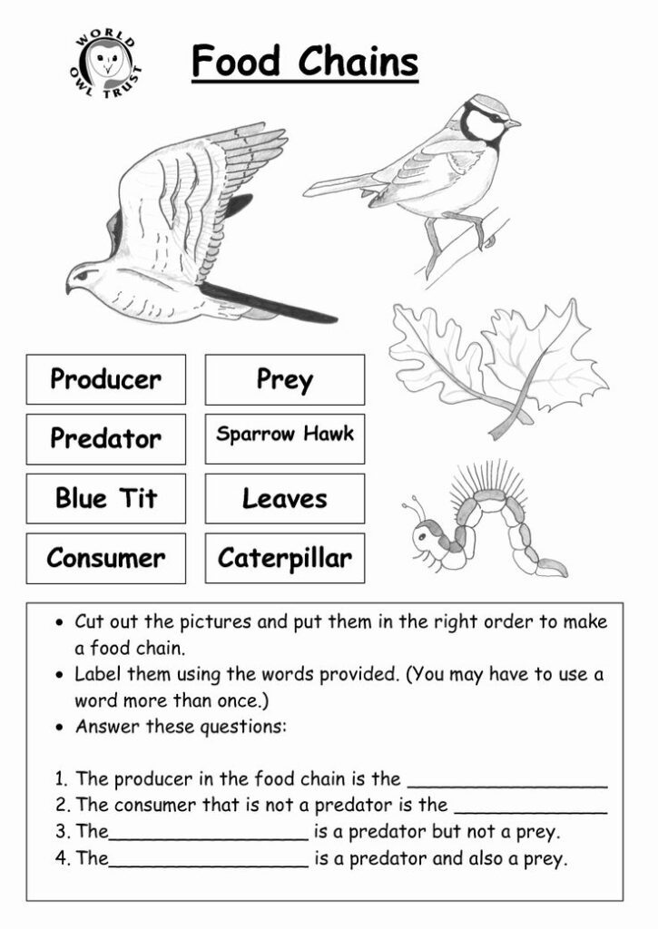Food Chain Worksheet PDF 12 Best Worksheets For Middle School