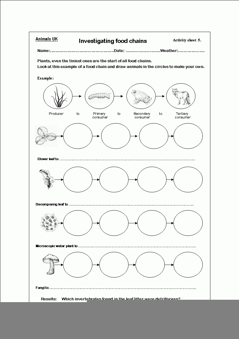 printable food chain worksheet pdf