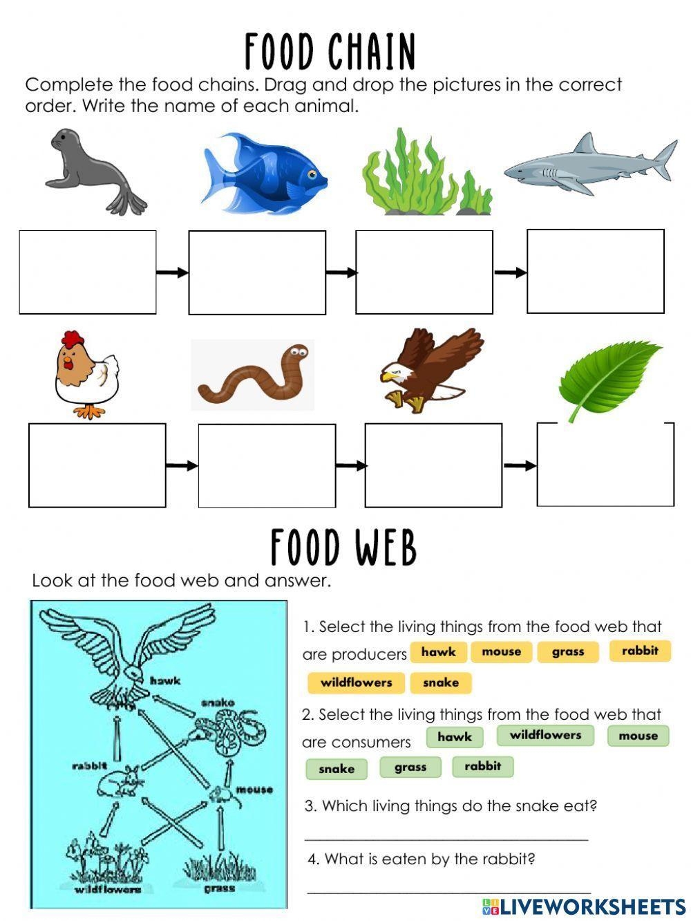 Food Webs And Food Chains Worksheet Free Printable PDF For Children 