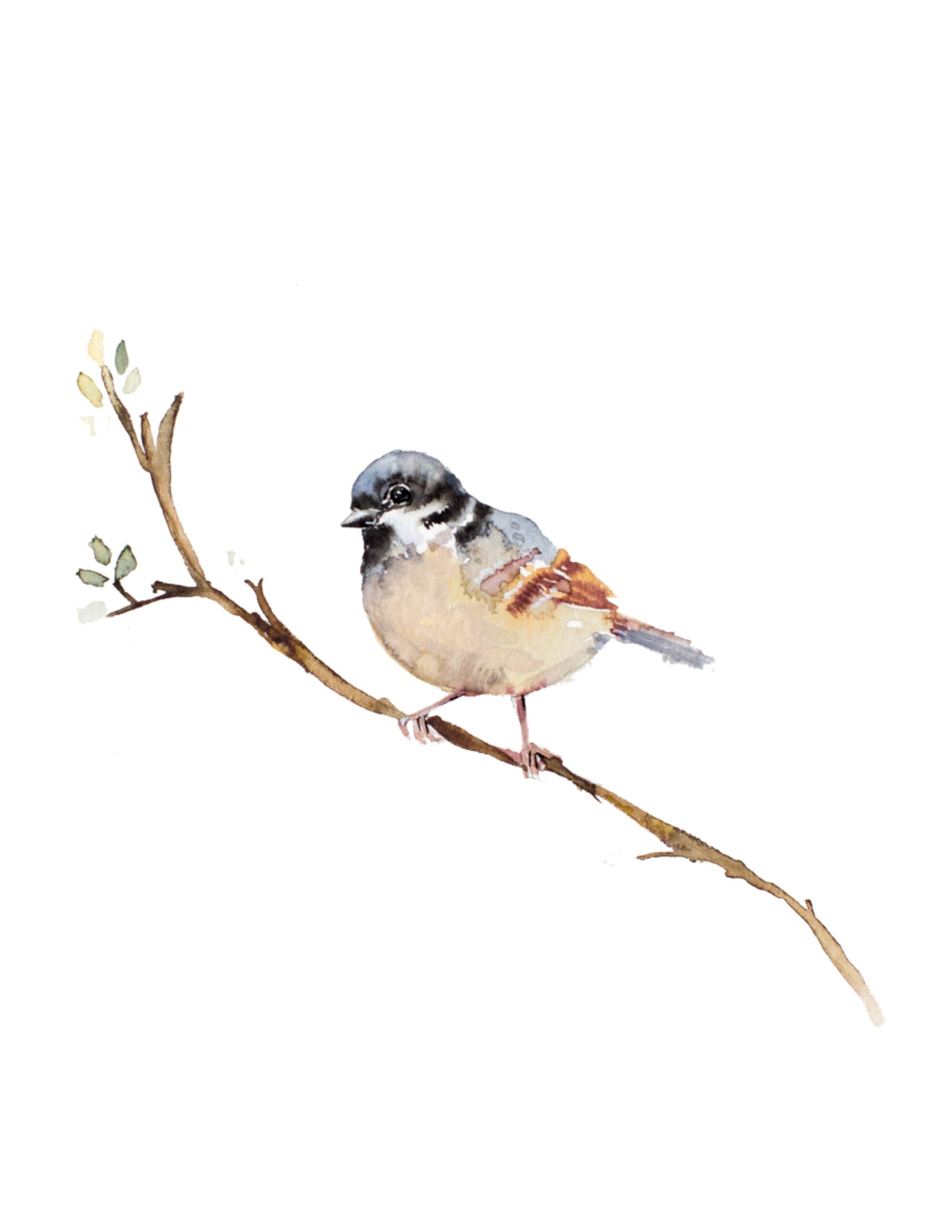 printable bird pictures
