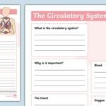 Free Circulatory System Printable Worksheet Download Free Circulatory