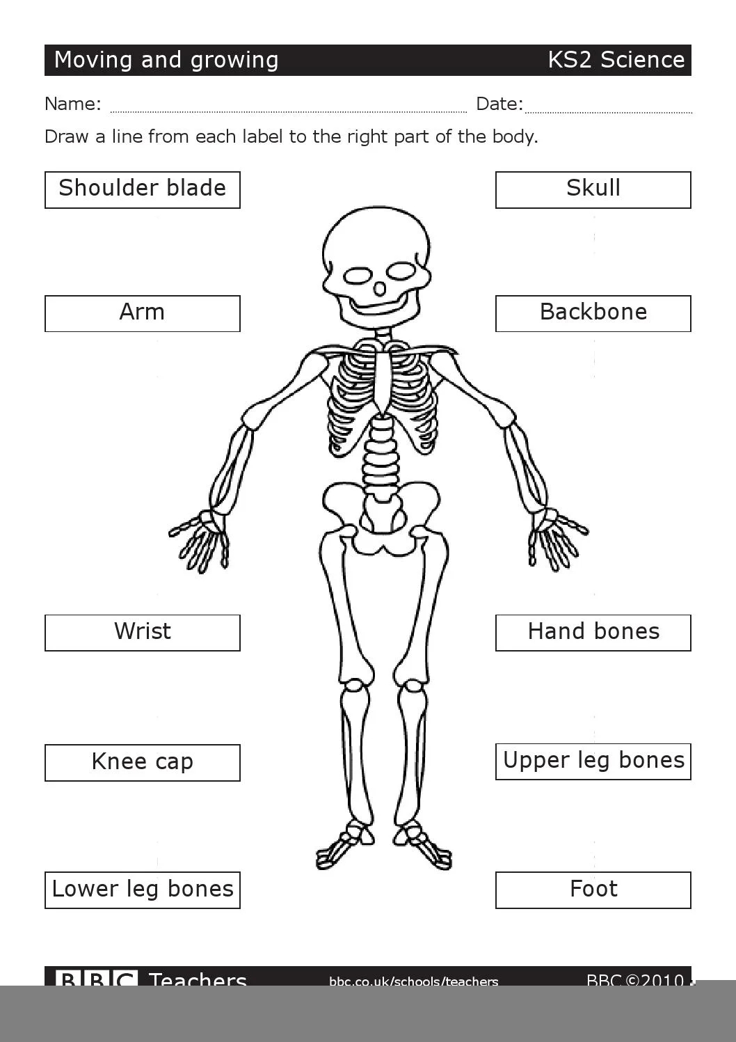 printable worksheets science