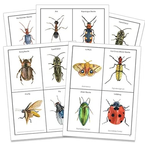 Free Insect Nature Study Fact Cards Insects Preschool Insects 