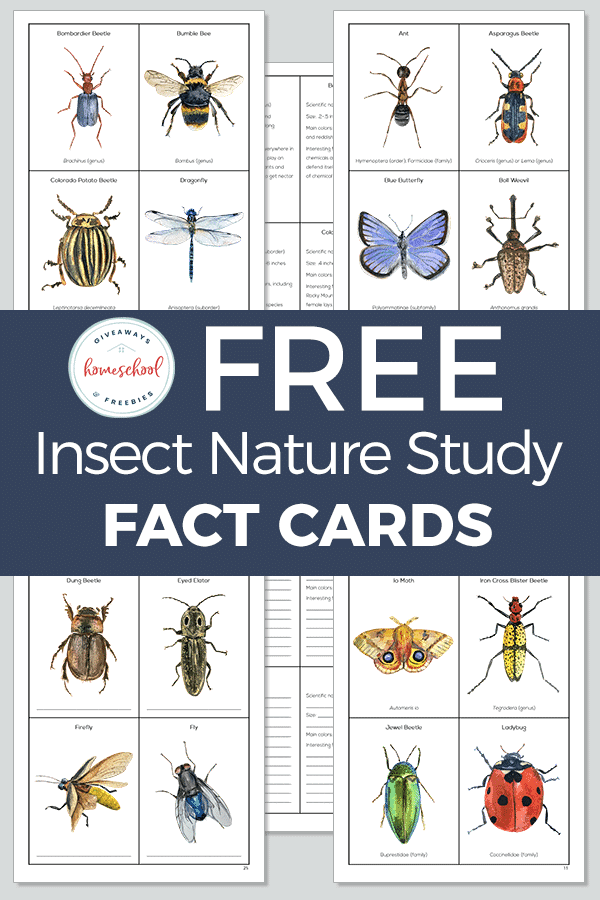 Free Insect Nature Study Fact Cards