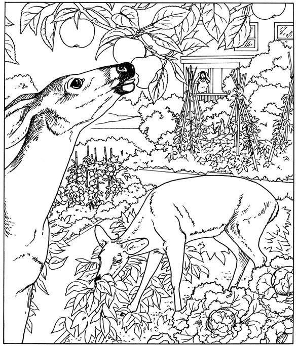free nature coloring pages