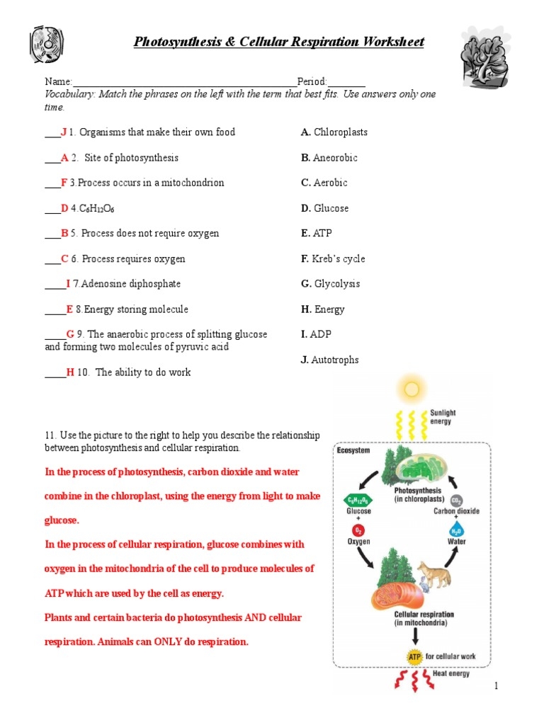 cell respiration and photosynthesis worksheet