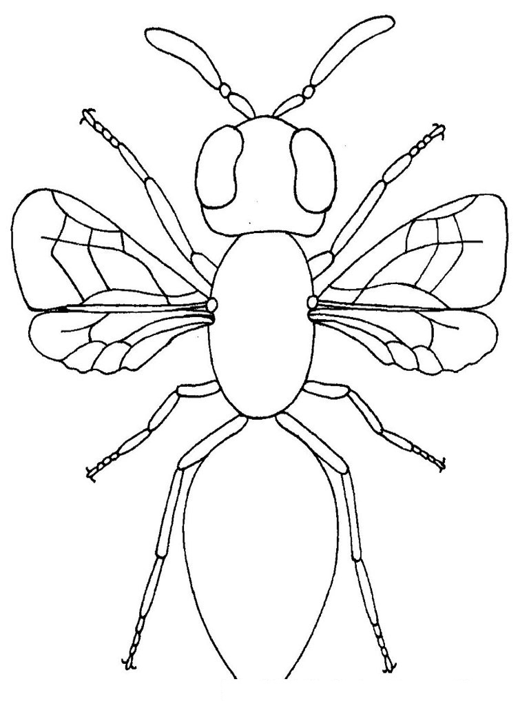 free bug coloring pages