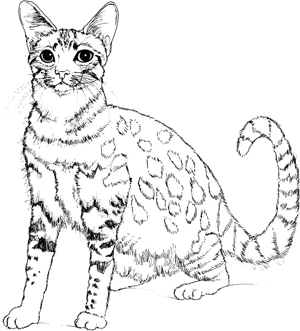 printable cat coloring pages free