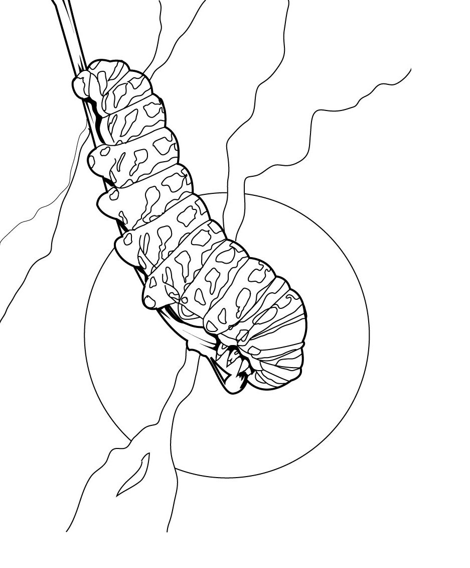 Caterpillar Coloring Pages