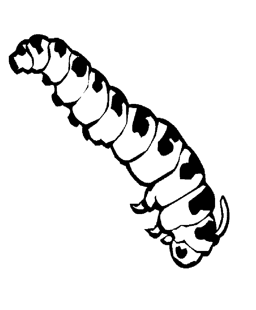 Free Printable Caterpillar Coloring Pages For Kids Animal Place