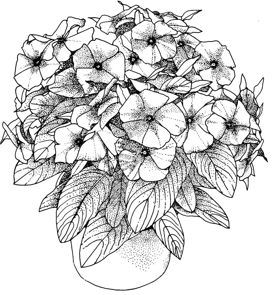 Coloring Pages Printable Adult