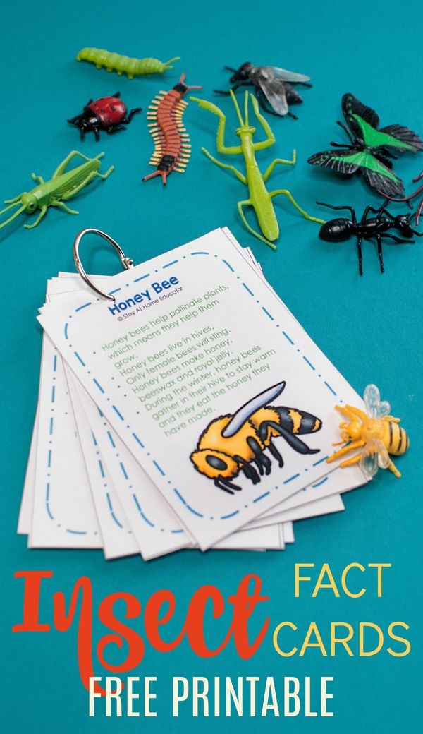 Free Printable Insect Fact Cards 6 Activities To Do With Them Artofit