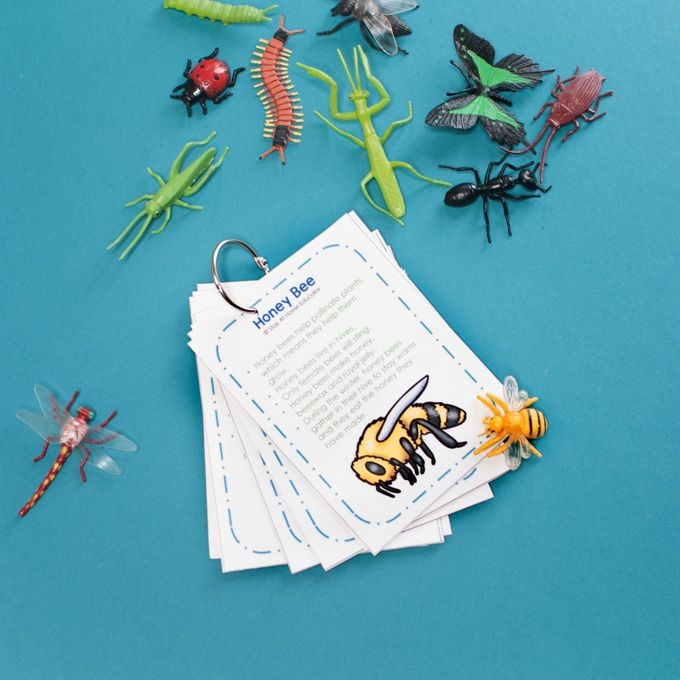 FREE Printable Insect Fact Cards 6 Activities To Do With Them