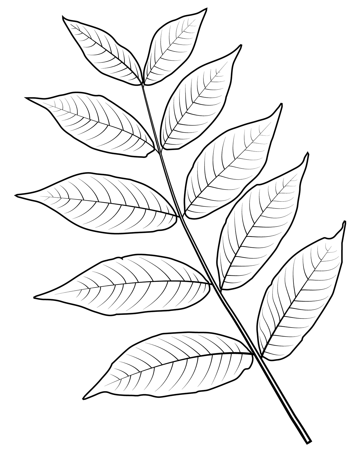 Free Printable Leaf Outline Coloring Pages Printable Yearly Calendar