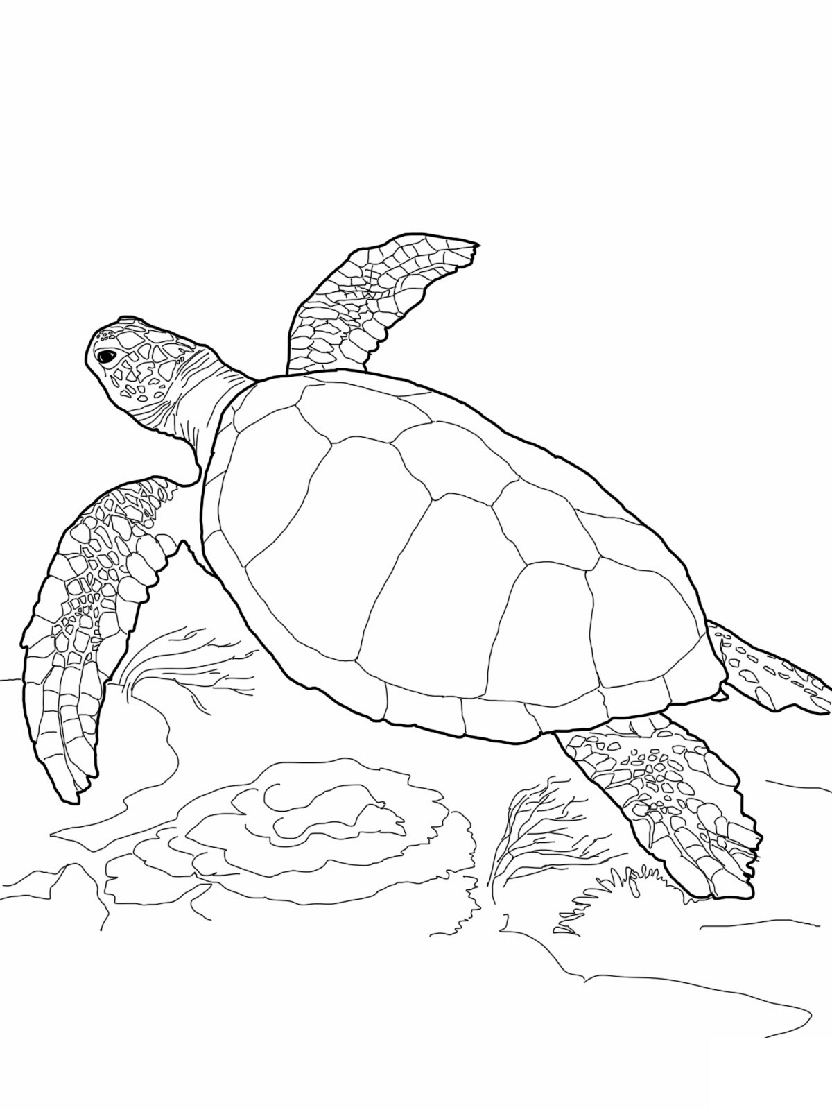 free coloring pages turtle