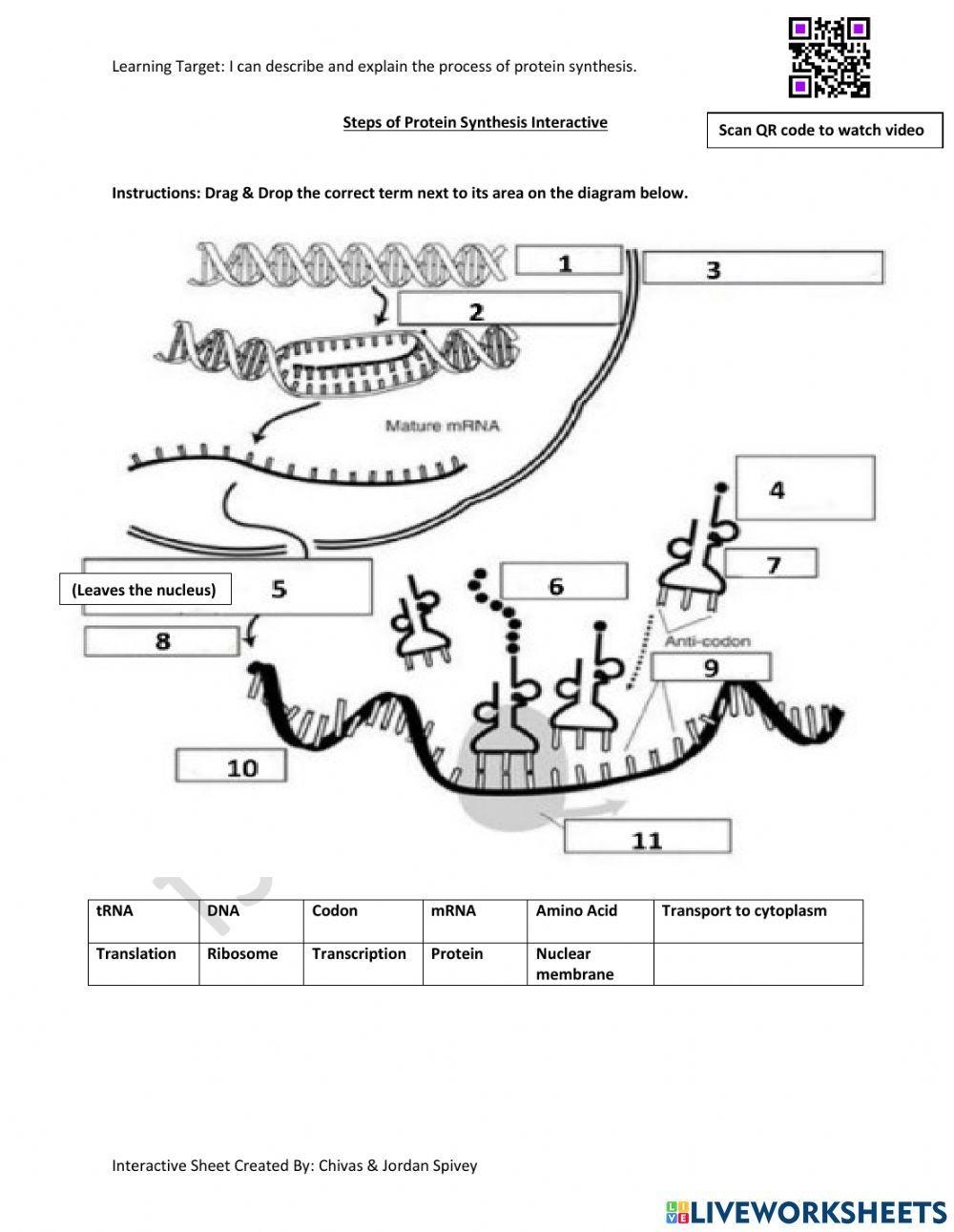 protein synthesis worksheet answers