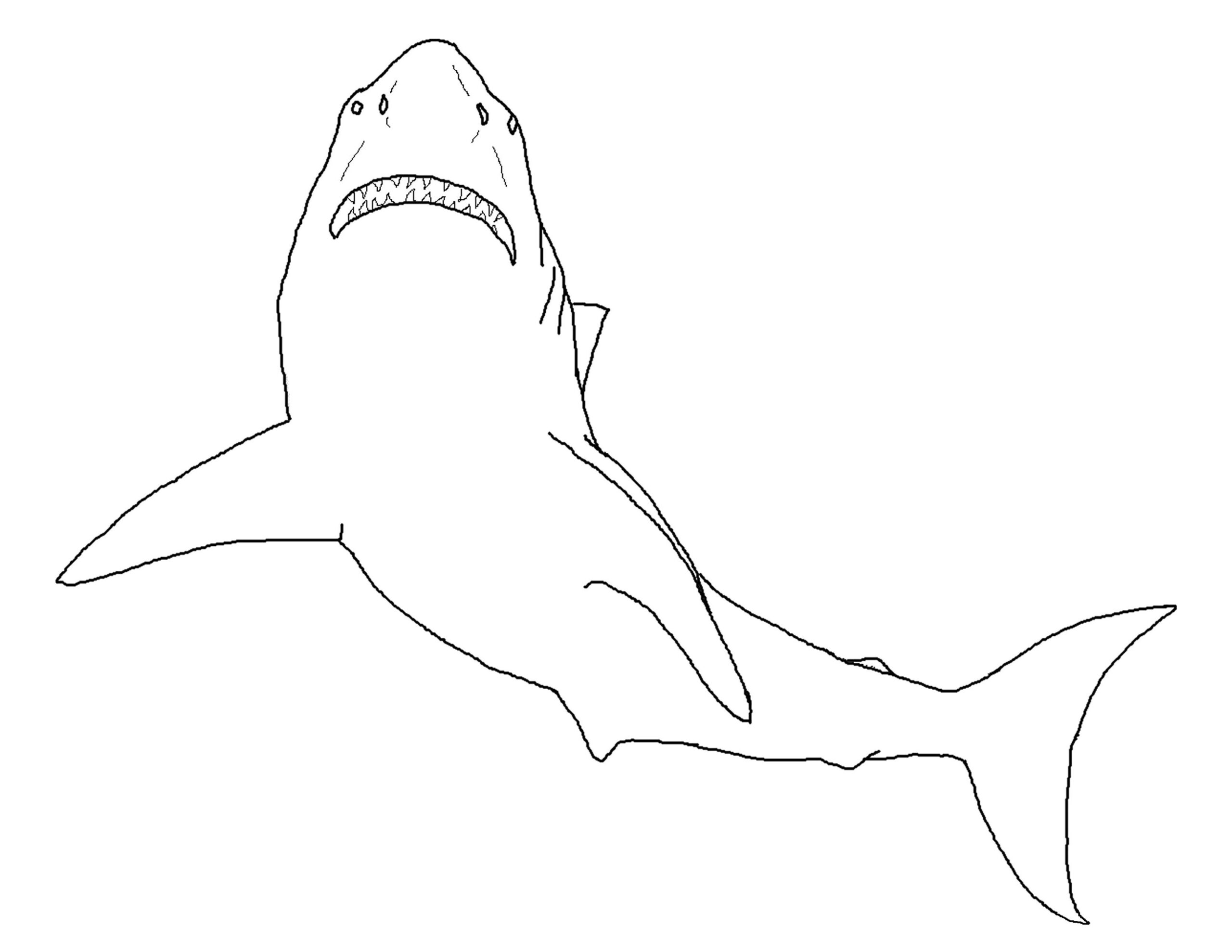 Free Shark Color Pages Activity Shelter