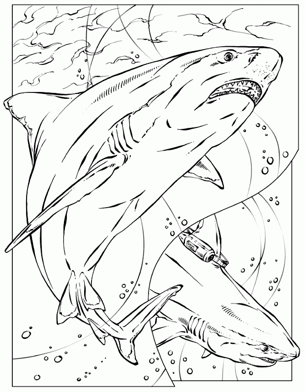 Color Page Shark