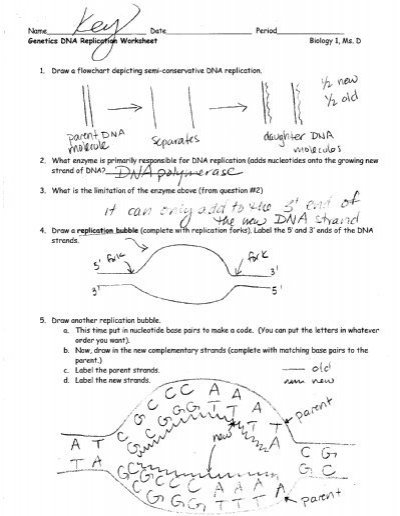 Genetics Dna Replication Worksheet Answer Key Free Worksheets Samples