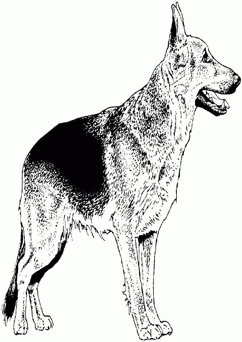 German Shepherd Dog Coloring Pages Coloring Home