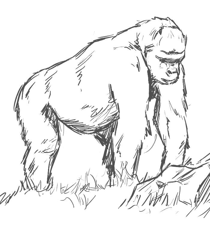Gorilla Coloring Pages Free Printable PDF