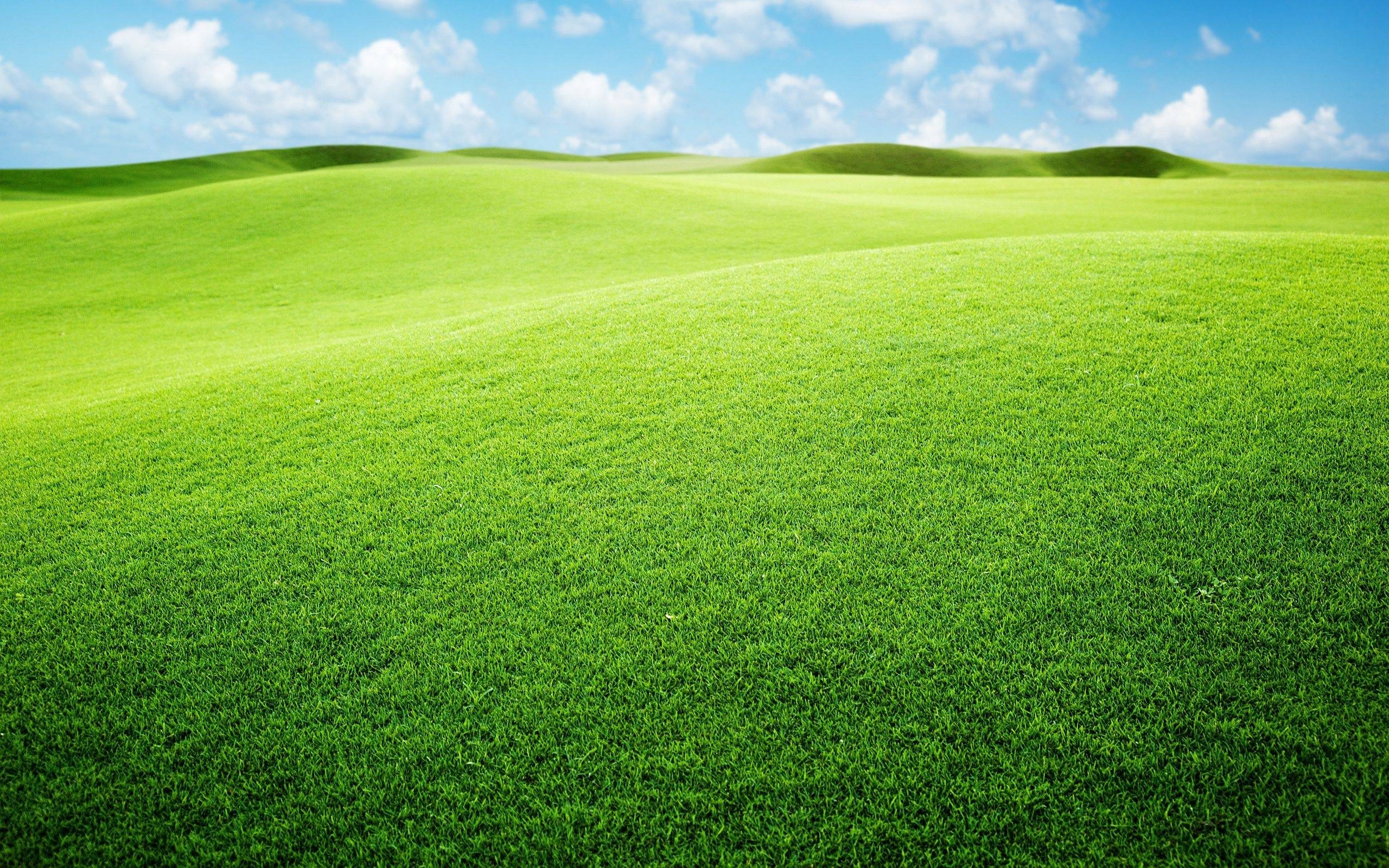 Grassland Backgrounds Wallpaper Cave