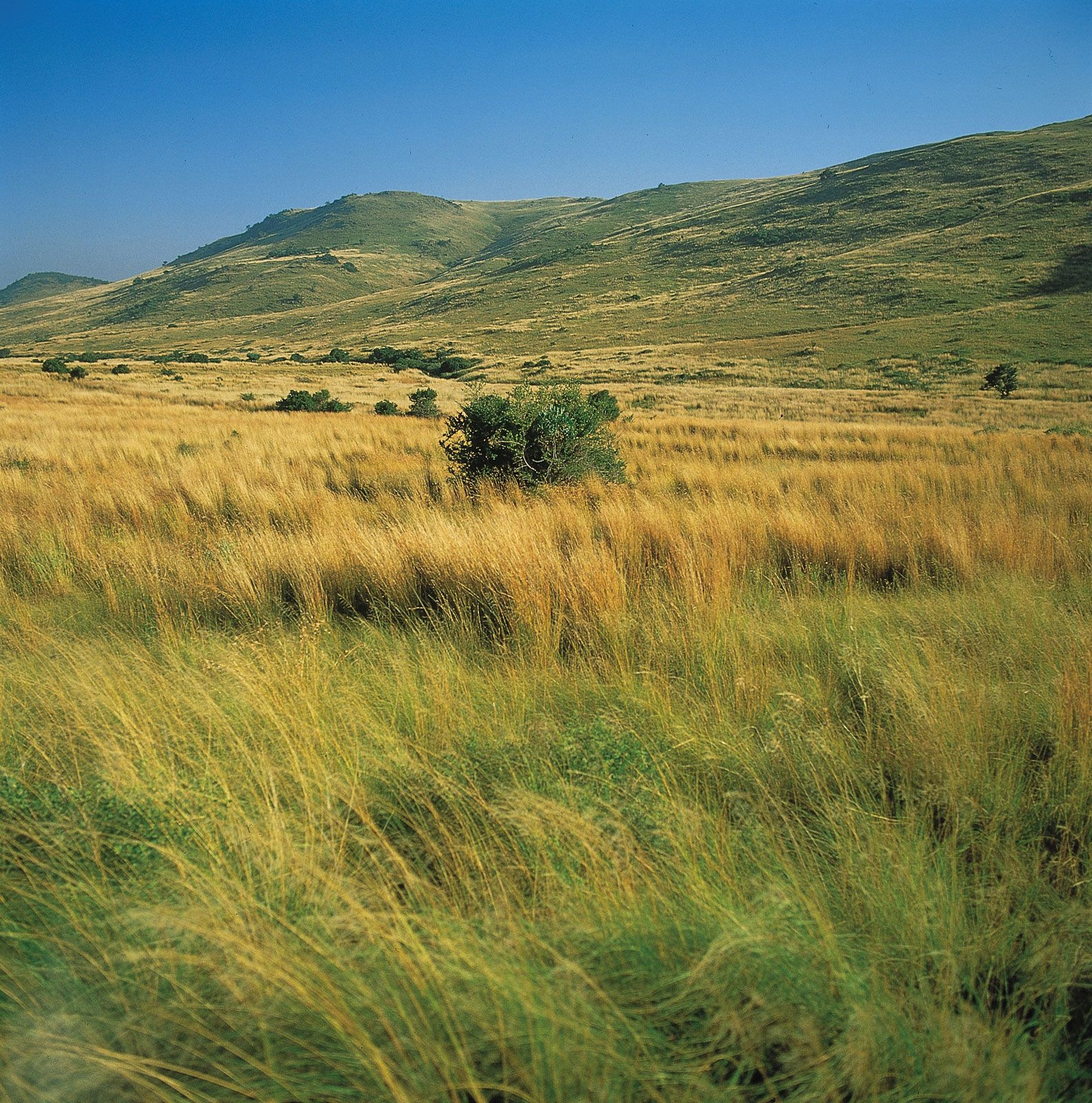 printable grassland pictures