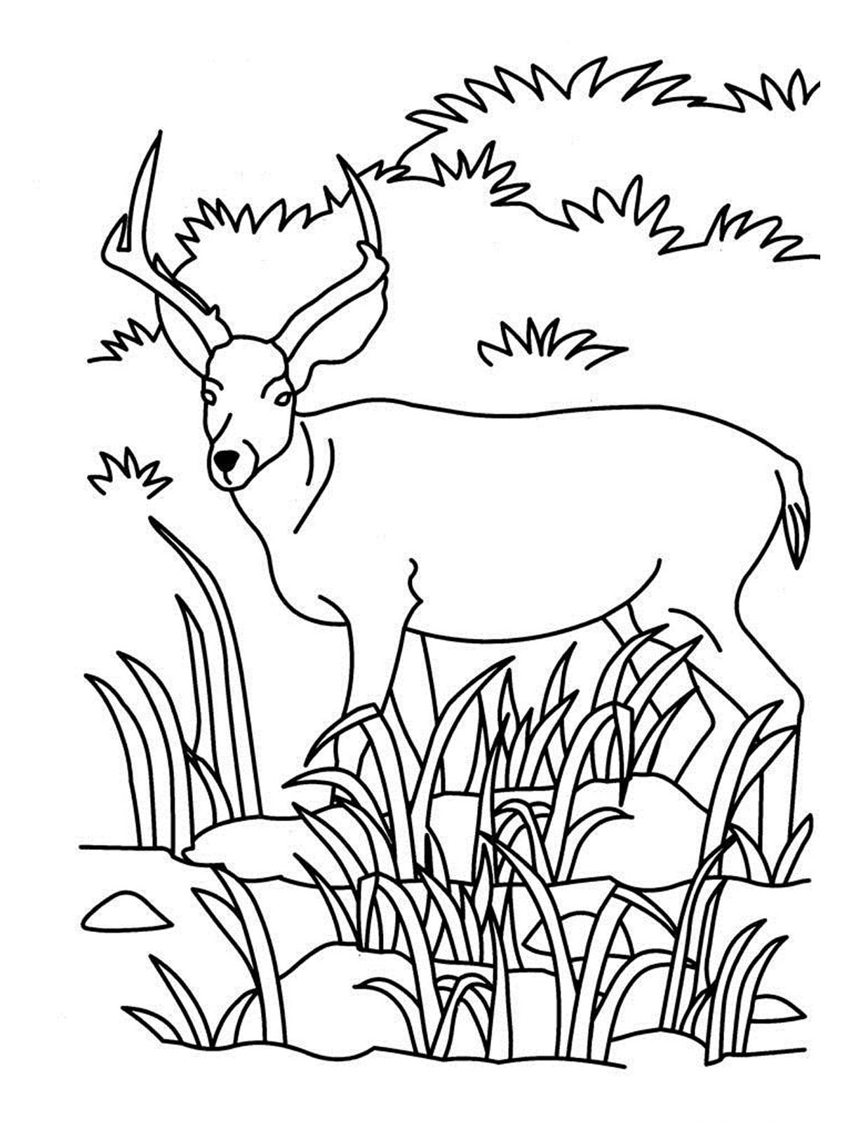 Grassland Coloring Pages Coloring Home