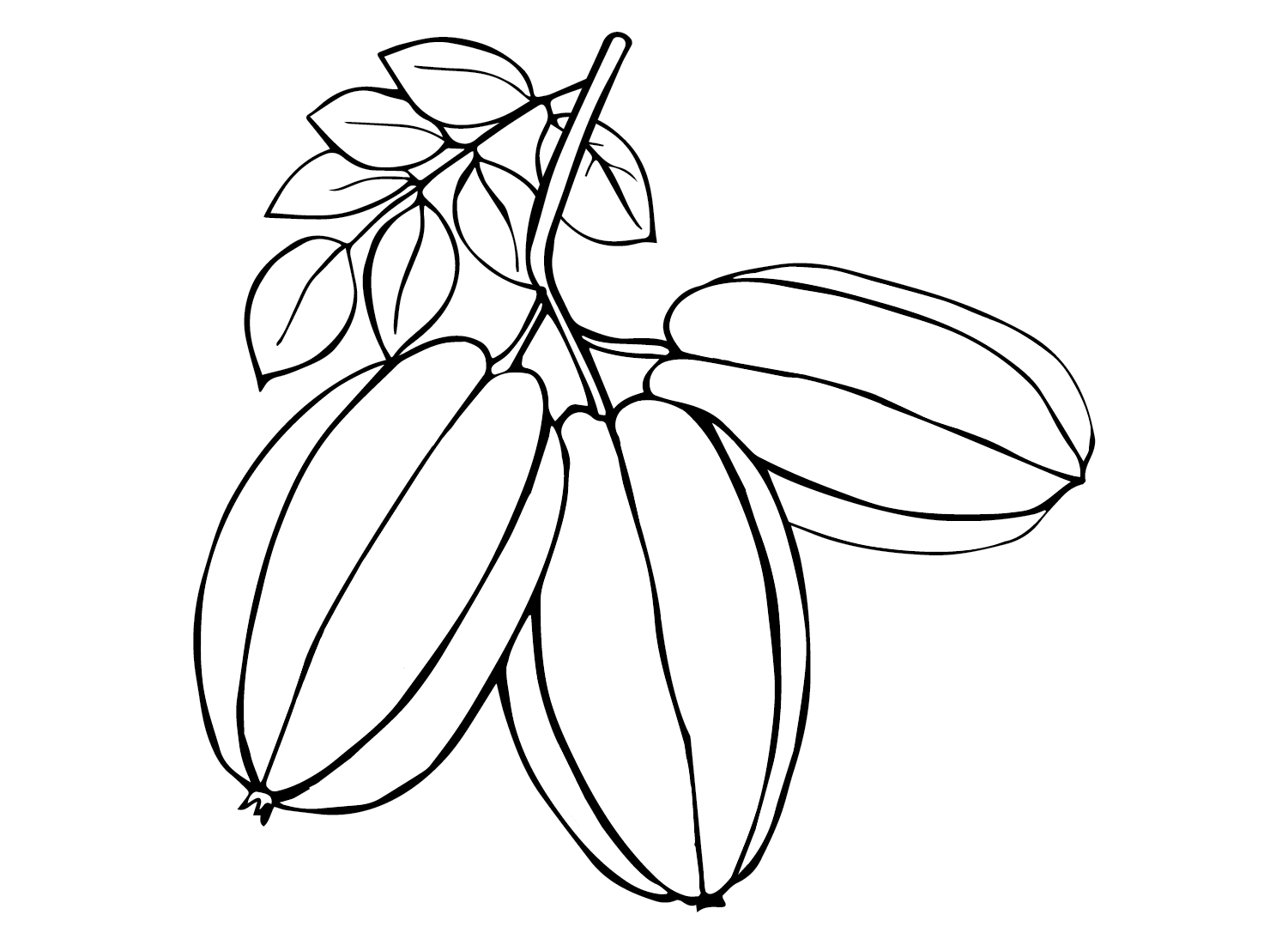 Green Star Fruit Coloring Page Free Printable Coloring Pages