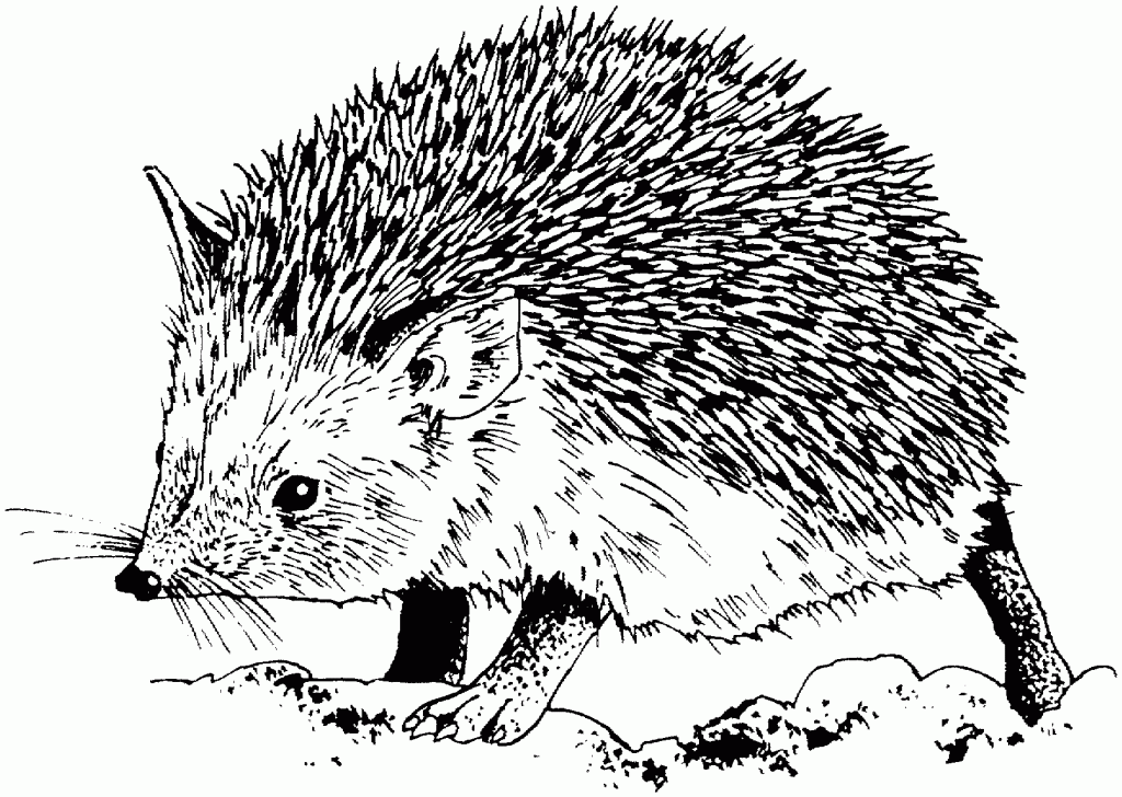 Hedgehog Coloring Pages Best Coloring Pages For Kids