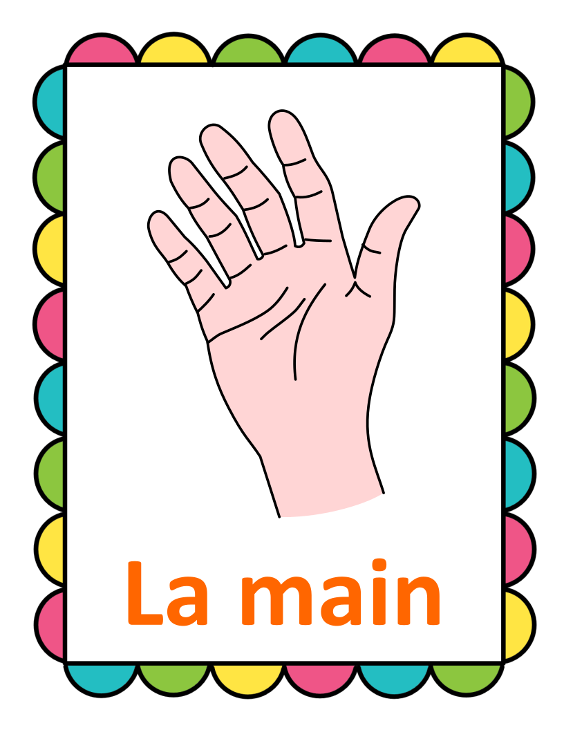 Human Body Parts Flash Cards In French 16 Printable French Vocabulary