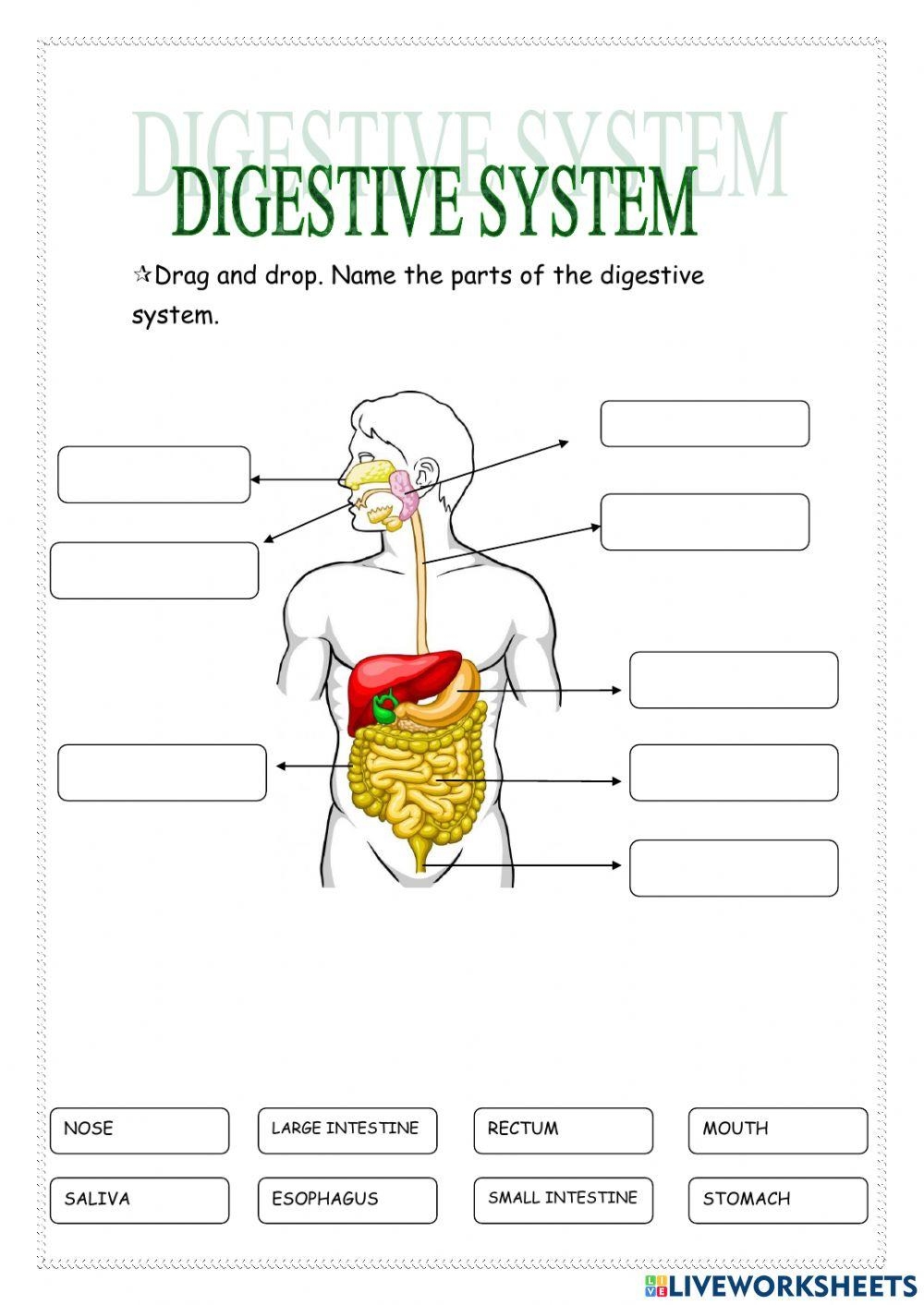 Human Digestive System Worksheet Easel Activity Printable PDF 