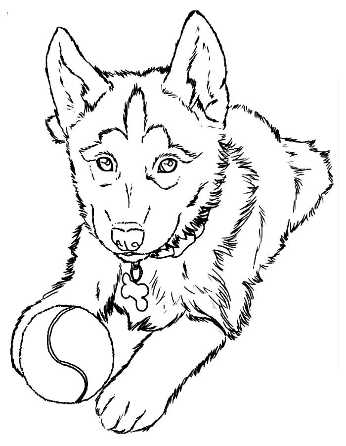 Husky Coloring Pages