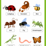 Insects Free Worksheet SKOOLGO
