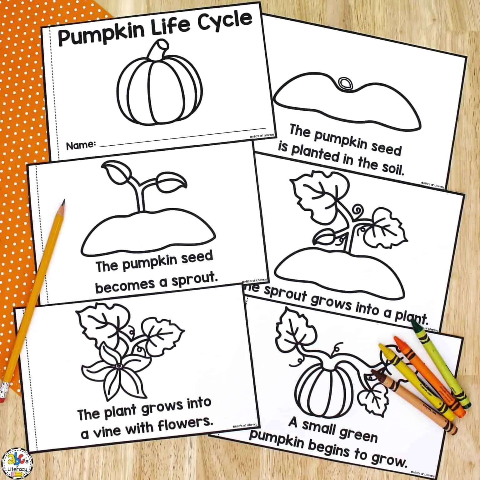 pumpkin life cycle worksheet