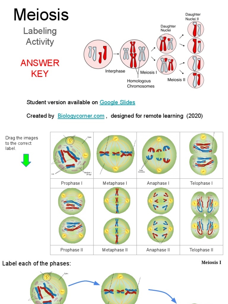 Meiosis Matching Worksheet Answer Key Luxury Phases Meiosis 