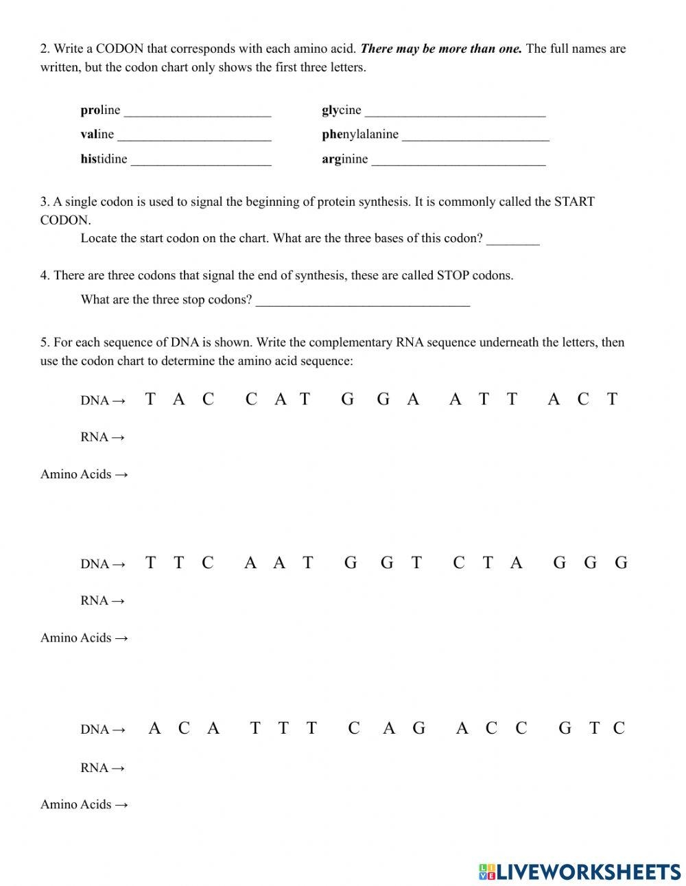 More Protein Synthesis Practice Worksheet Live Worksheets 
