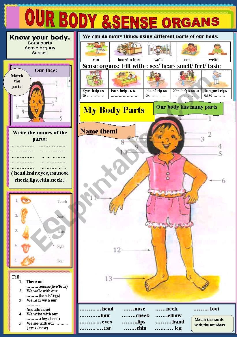 Our Body Sense Organs ESL Worksheet By Jhansi