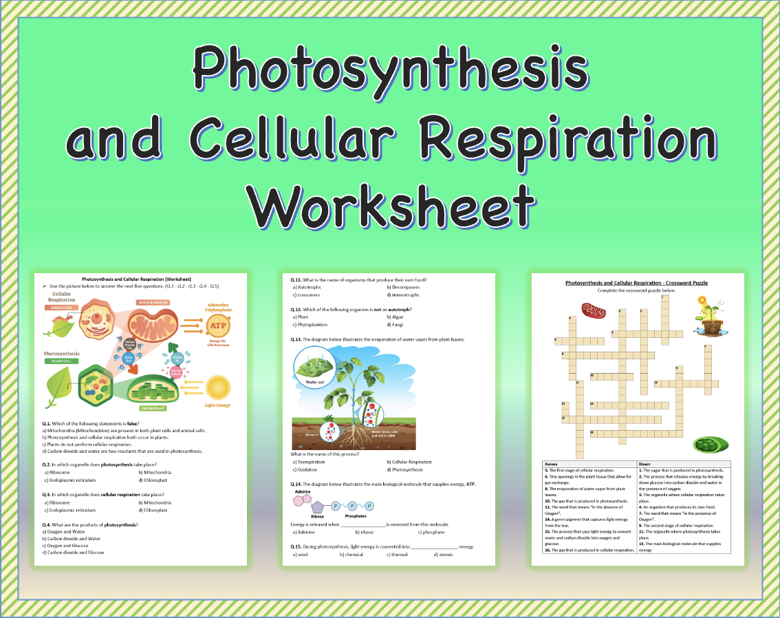 Photosynthesis And Cellular Respiration Worksheet Laney Lee 