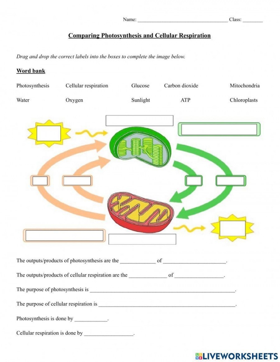 Photosynthesis And Respiration Worksheet Printable PDF Template