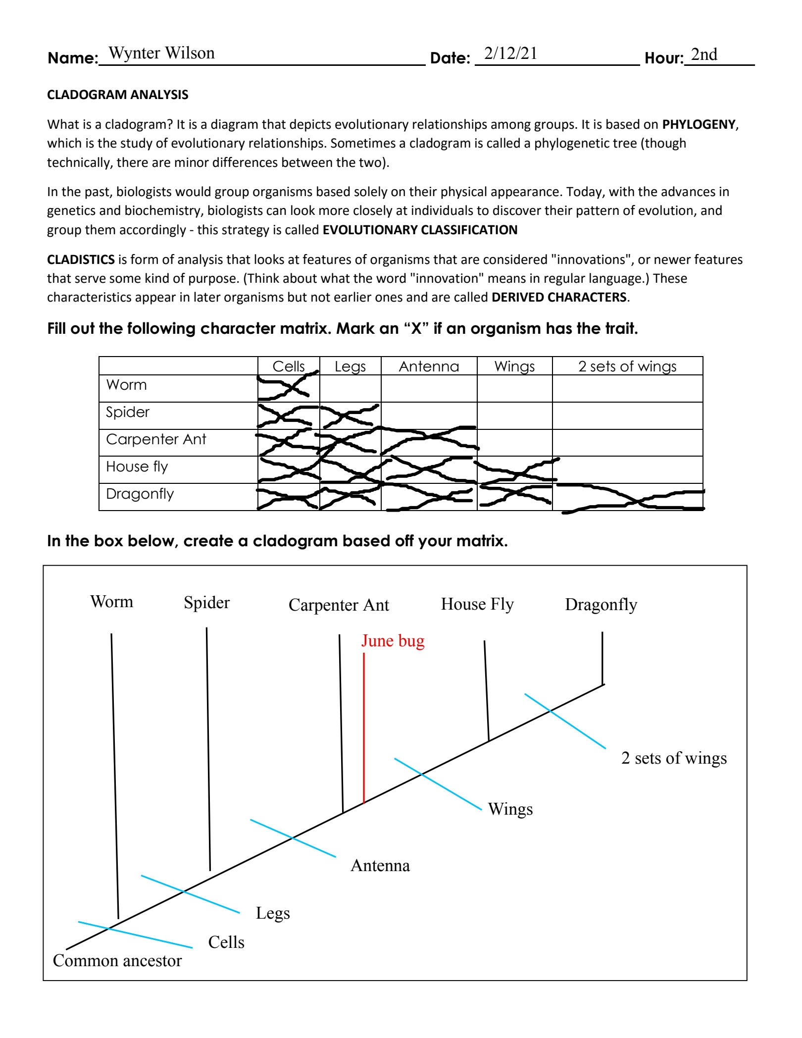 Phylogeny And Cladistics CK 12 Foundation Worksheets Library