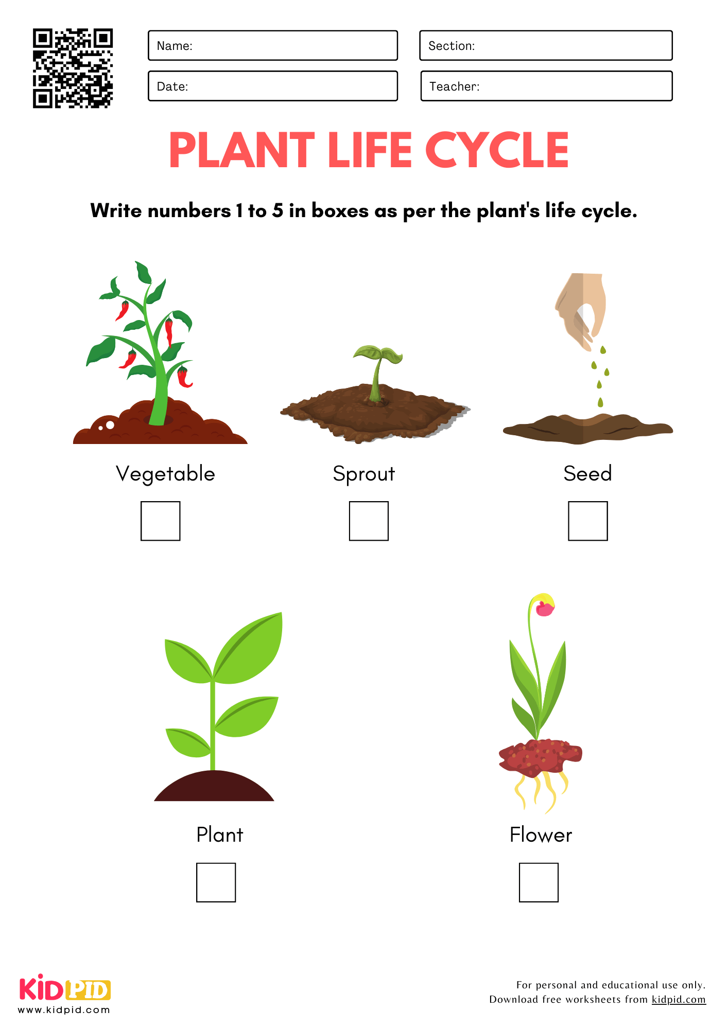 printable plant life cycle worksheet pdf