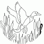 Printable Duck Coloring Pages Coloring Home
