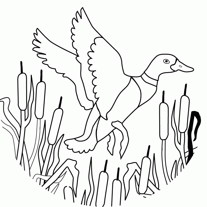 Printable Duck Coloring Pages Coloring Home