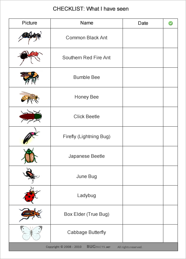 insect fact cards free printable